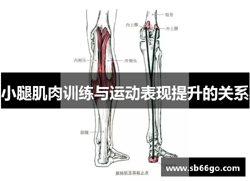 小腿肌肉训练与运动表现提升的关系